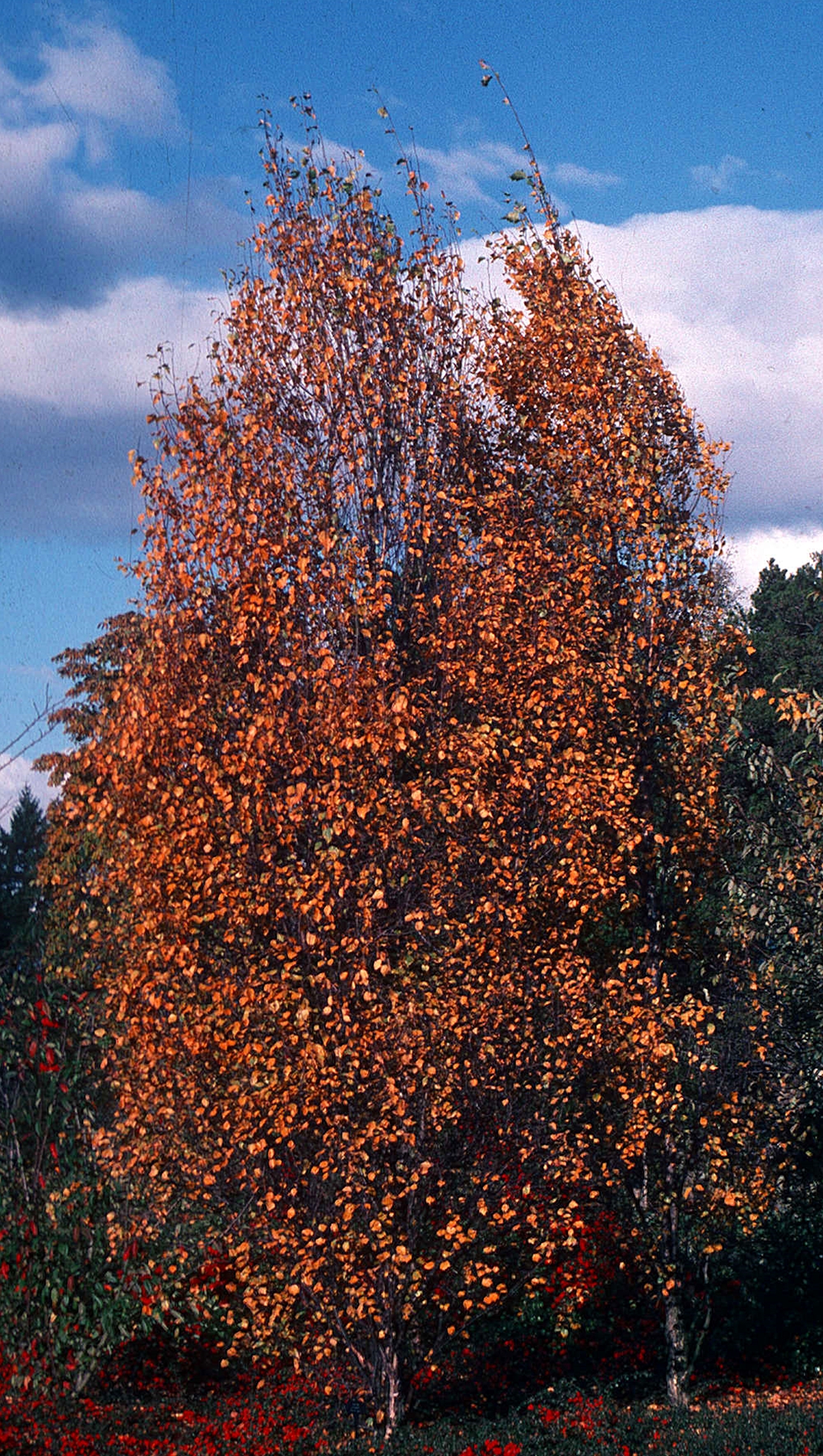 brzoza fastigiata - drzewo o ozdobnych lisciach